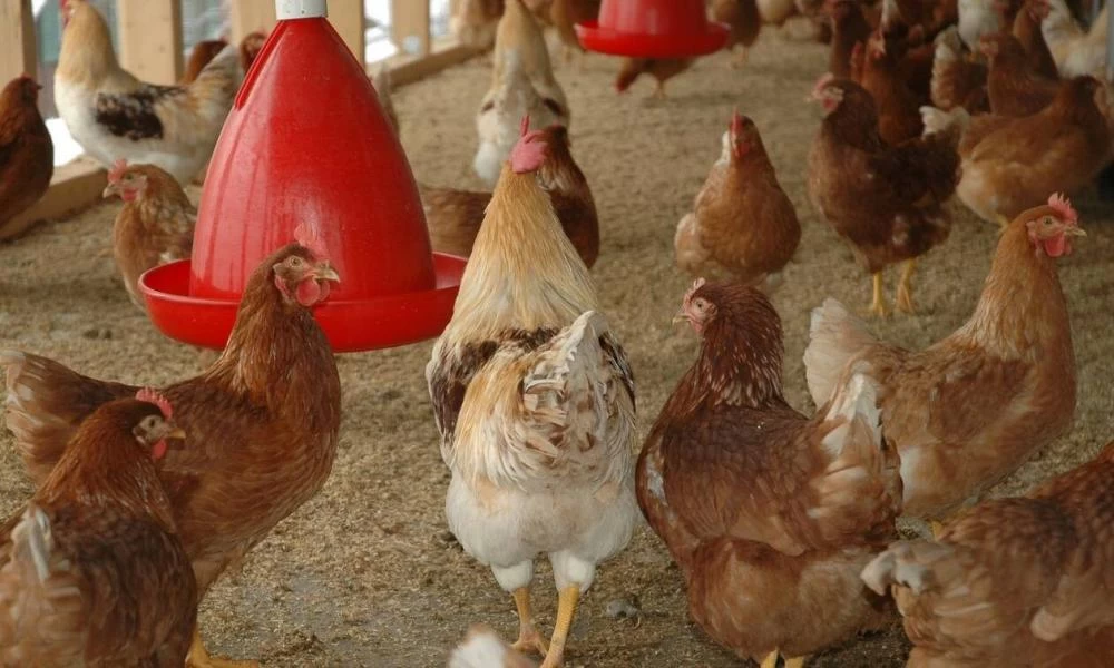 Κορωπί: Ιδιοκτήτης κτήματος κατήγγειλε ότι του πήραν 165.000 ευρώ από... κοτέτσι